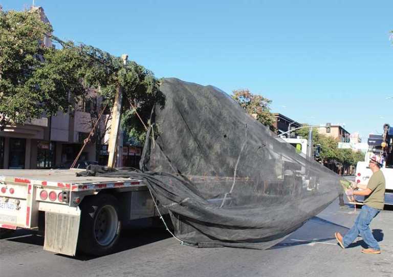 Holiday tree arrives in Watsonville Plaza