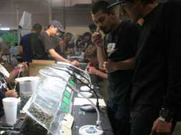 Marijuana festival comes to fairgrounds