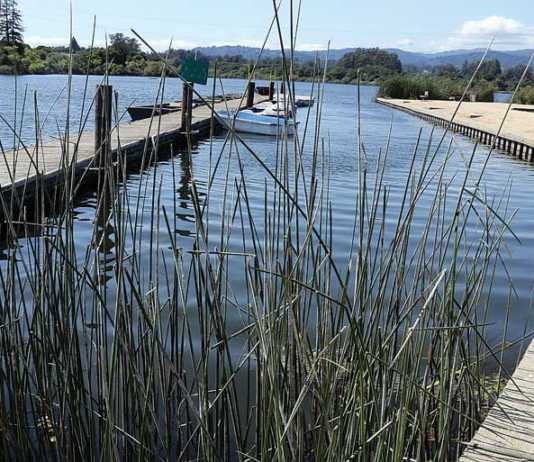 Report details Pinto Lake cleanup