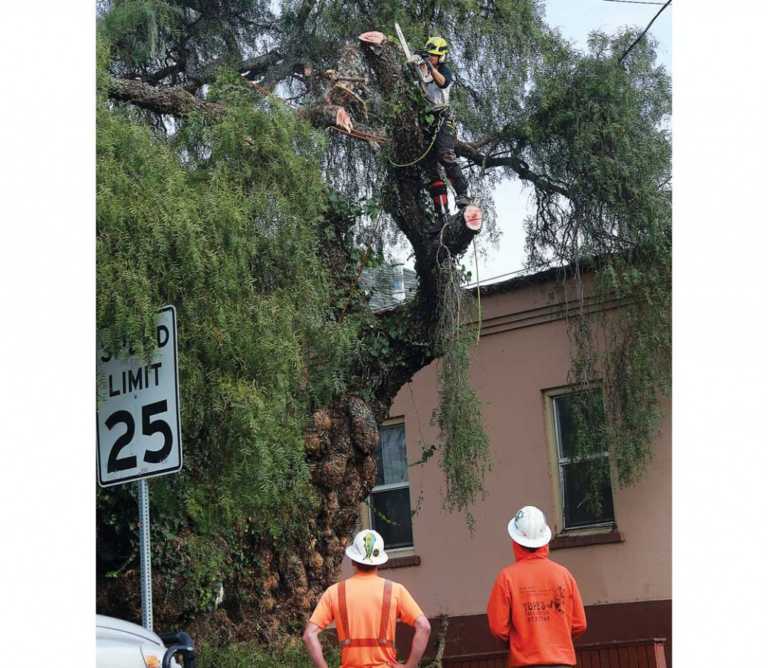 Historic tree removed