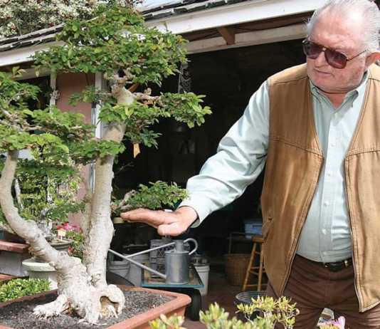 Bonsai enthusiast bids farewell