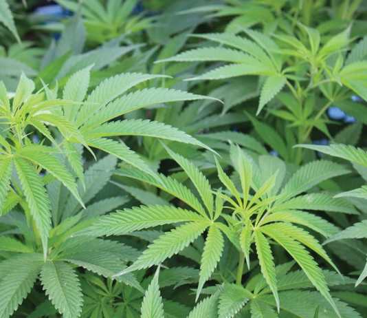 City seeks to expand cannabis businesses