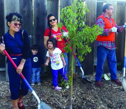 Volunteers help plant trees at Muzzio Park