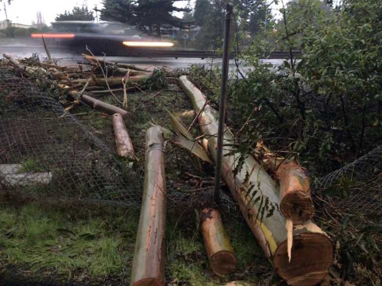 PHOTO: Tree crashes over highway