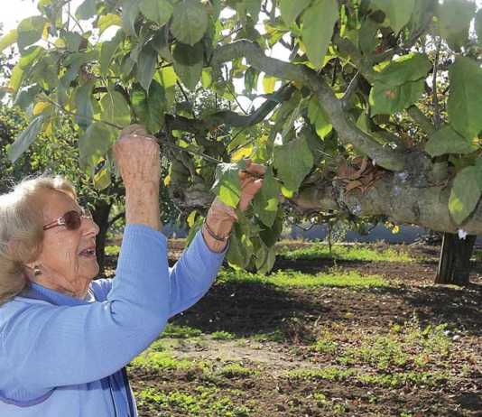 Gizdich to be honored as ‘Friend of Scouting’