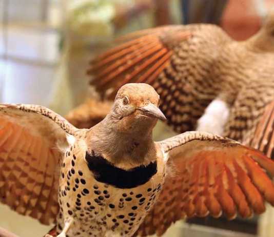 Library showcases upcoming Birding Festival