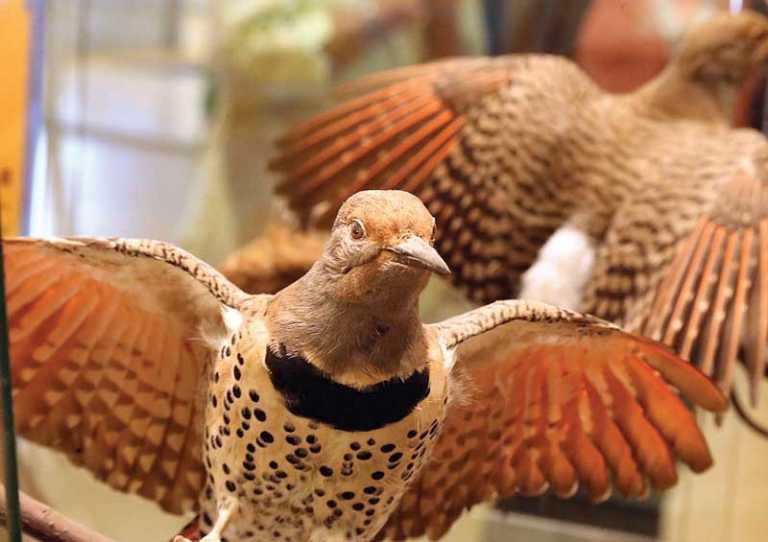 Library showcases upcoming Birding Festival