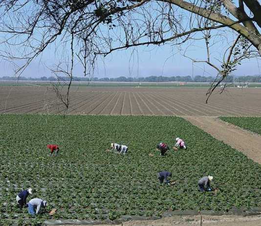 Strawberry season takes hold