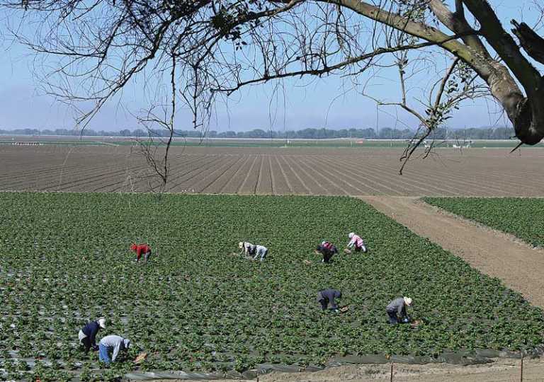 Strawberry season takes hold