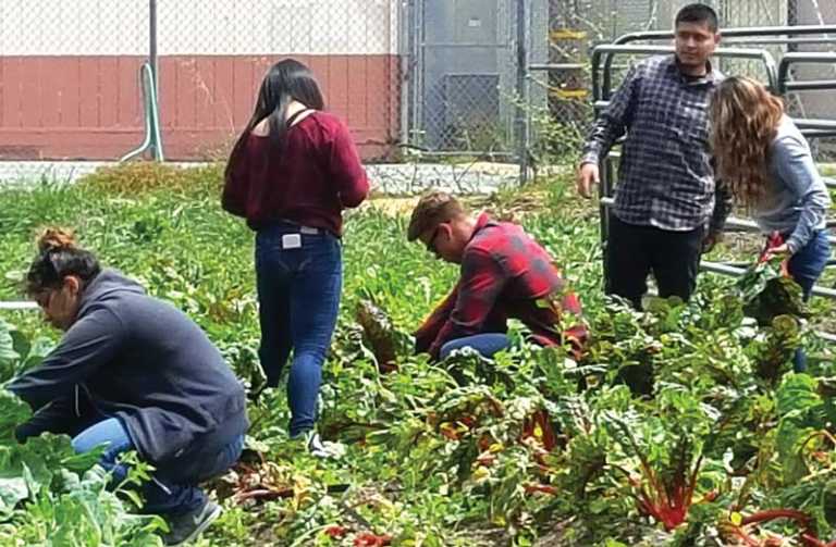 WHS agriculture class grows, donates vegetables