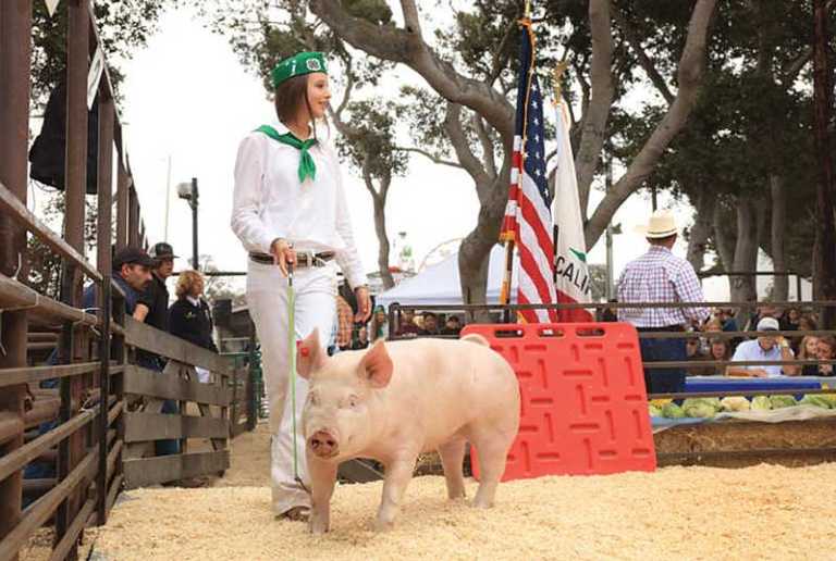 Monterey County Fair announces 2017 award winners