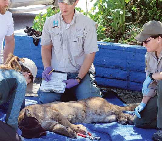Mountain lion nabbed in shopping center