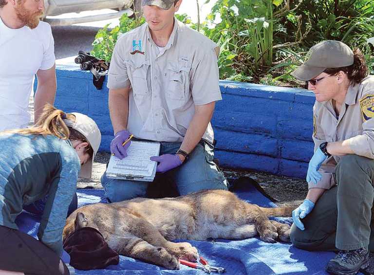 Mountain lion nabbed in shopping center