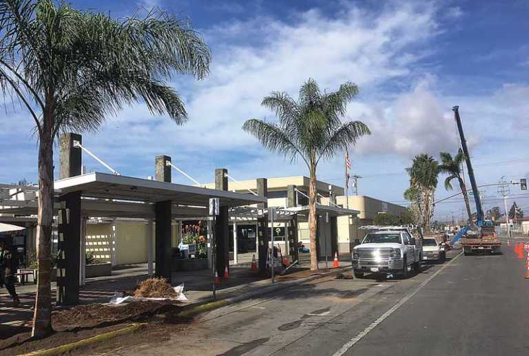 Palms planted at transit center