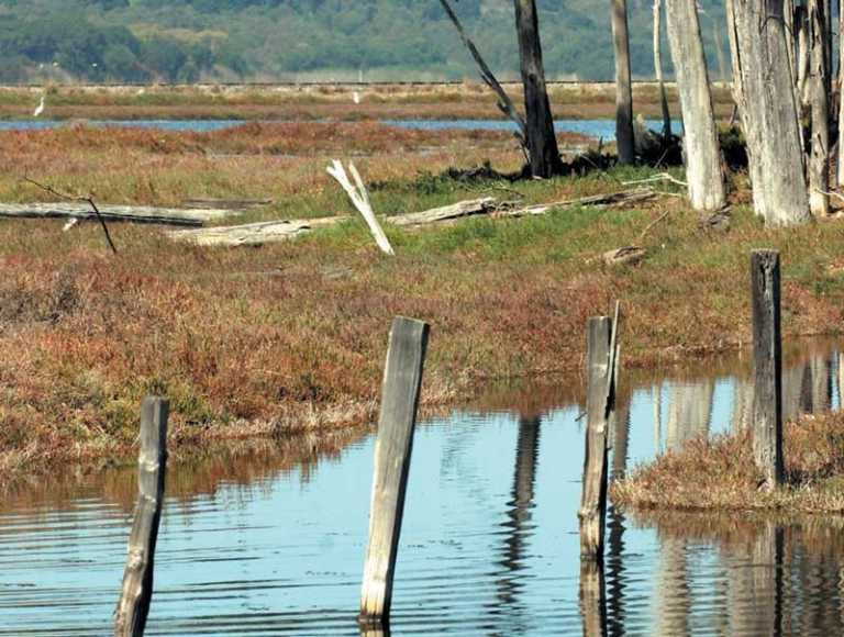 Elkhorn Slough to be Designated 'Wetland of International Importance'