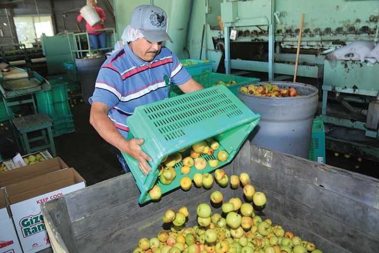 Apple farmers reeling from weather