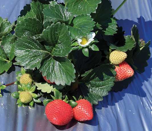 Strawberries still county’s top crop