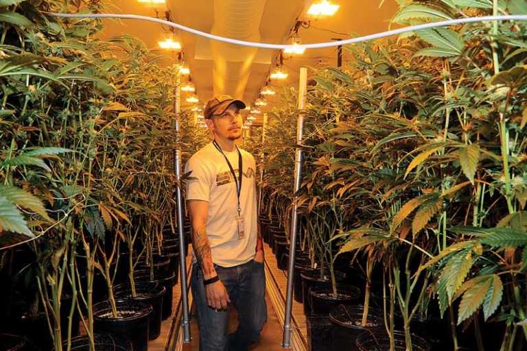 Watsonville’s first marijuana growing operation in full swing