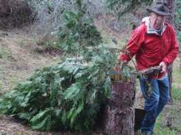 Church Christmas Tree Farms carries on a tradition