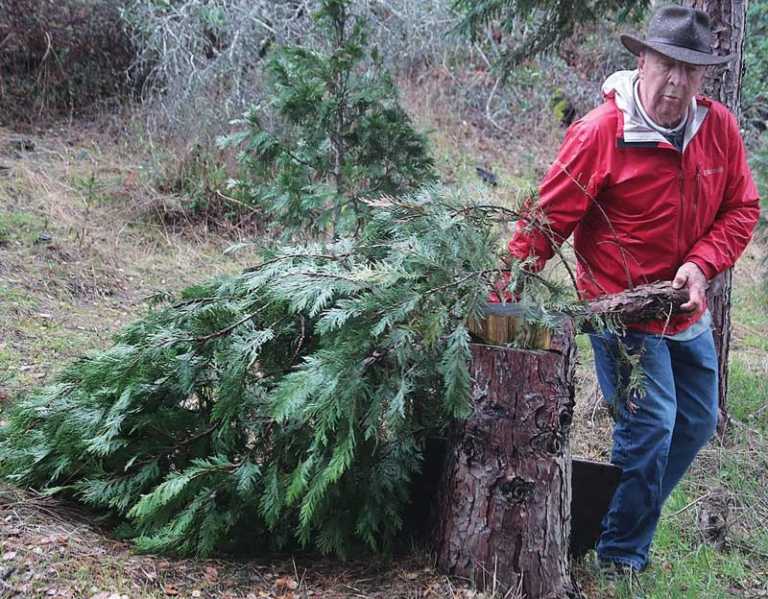 Church Christmas Tree Farms carries on a tradition