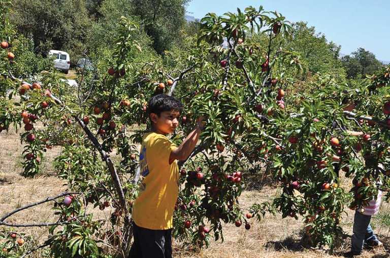 Farm Discovery’s Sprouts Camp set for June 26-30