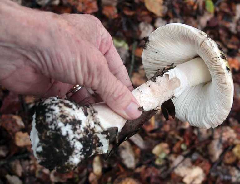 Fungus Fair returns this weekend