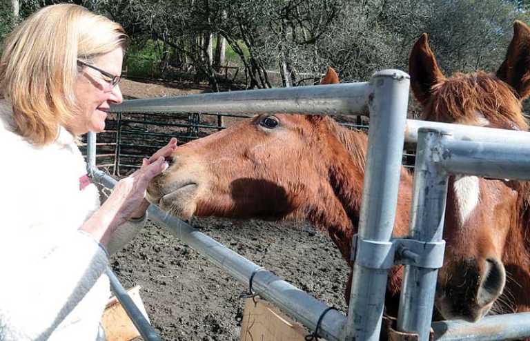 Looking for a stable location: Pregnant Mare Rescue moves horses