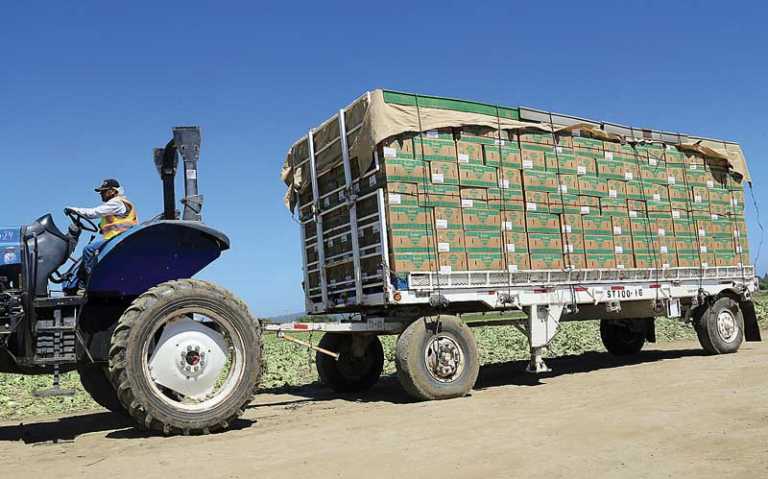 PHOTO: Leafy crop harvest underway