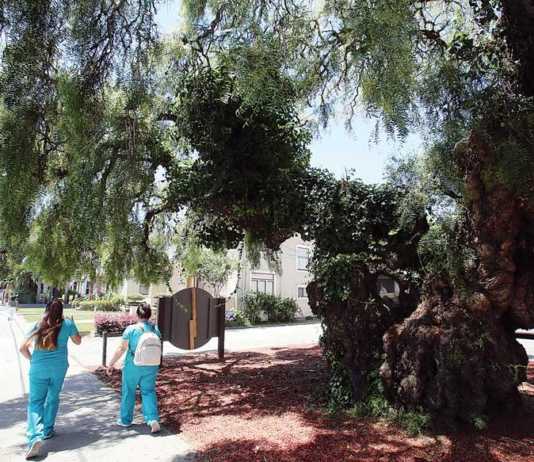154-year-old pepper tree may be removed