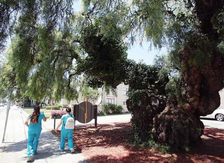 154-year-old pepper tree may be removed