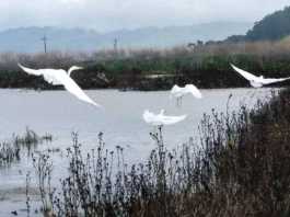 PHOTO: King tides return