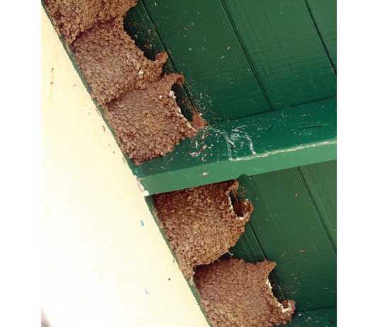 Swallows’ nests a joy, headache at PV High