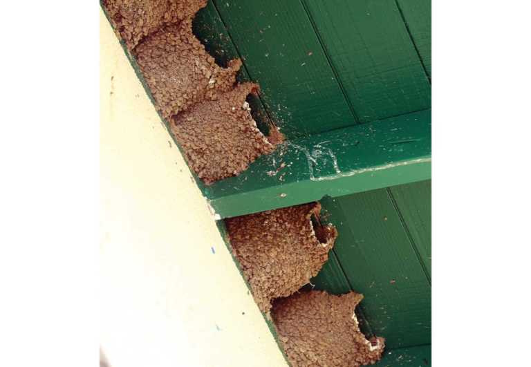 Swallows’ nests a joy, headache at PV High