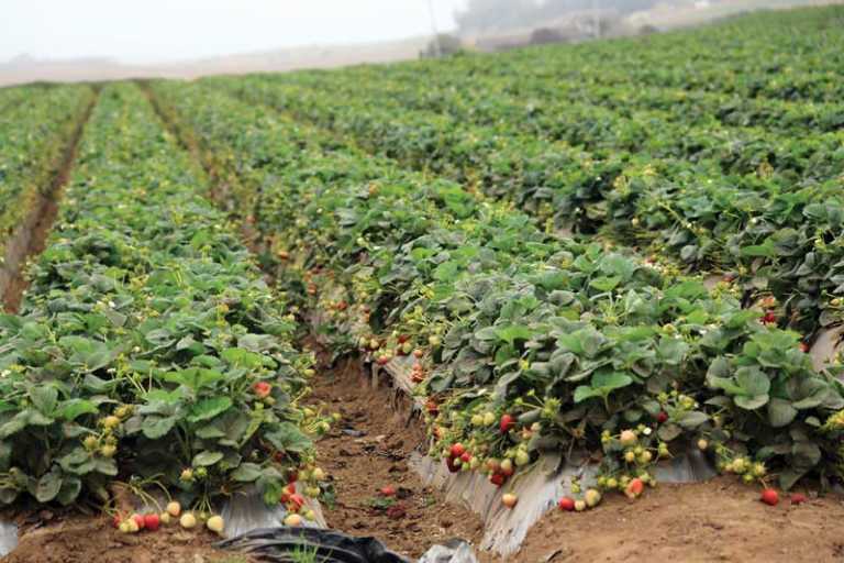 California Strawberry Commission supports every aspect of the industry