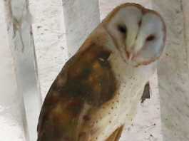 Birding Festival on horizon