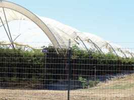 Five hurt in ag chemical spray