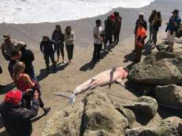 Great white shark washes in