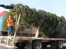 Holiday tree arrives in Watsonville