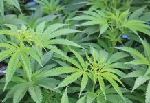 cannabis