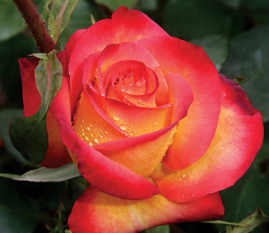 Monterey Bay Rose Society’s pruning workshops begin