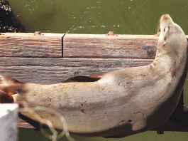 Nap time | Photo Gallery photography california sea lion