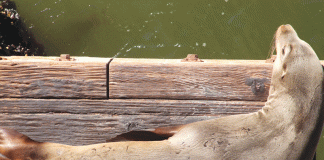 photography california sea lion