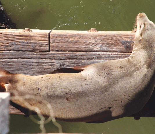 photography california sea lion