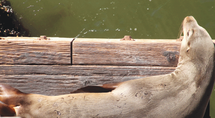 photography california sea lion