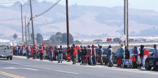 Premiere Raspberries