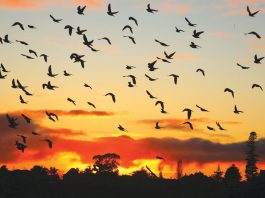 Sunset fly over | Photo Gallery photography santa cruz