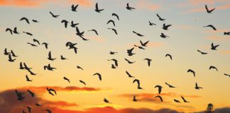 photography santa cruz