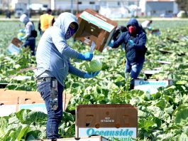 Local farms respond to changes during COVID-19 crisis Farmworkers COVID-19