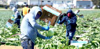Farmworkers COVID-19