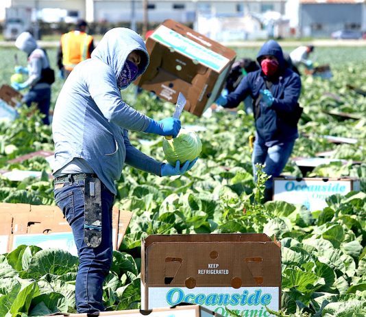 Farmworkers COVID-19